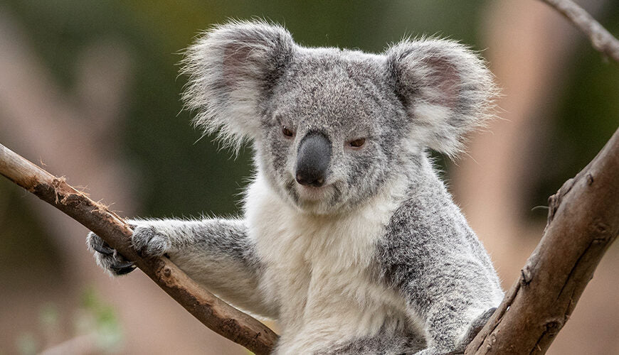Australia Approves World-First Koala Chlamydia Vaccine
