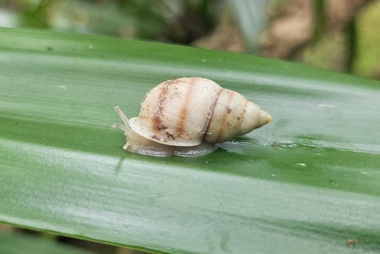 Rare Snail Once Declared Extinct Returns to the Wild